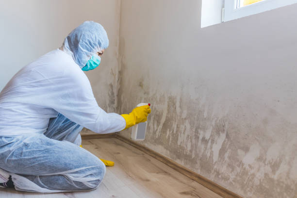 Licensed Basement Mold Remediation service in Ekron, KY - WQB Mold Removal