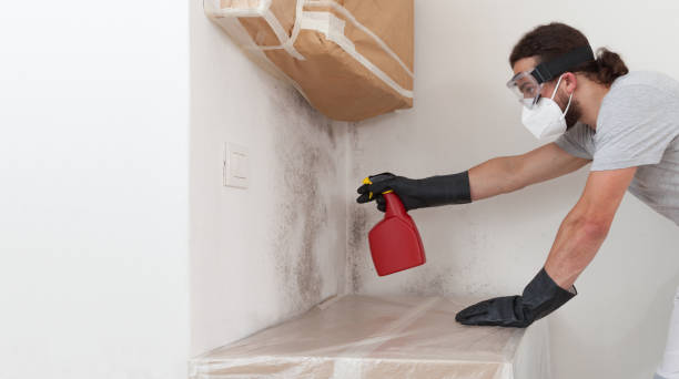 Professional Basement Mold Remediation technician working in Ekron, KY