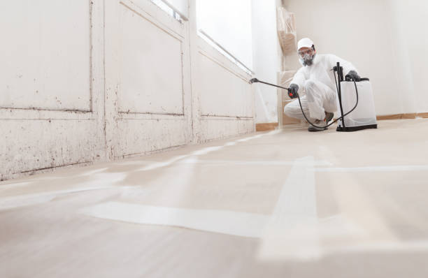 24/7 Emergency Basement Mold Remediation experts in Ekron, KY