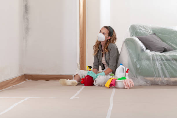 Reliable Basement Mold Remediation contractor in Ekron, KY by WQB Mold Removal