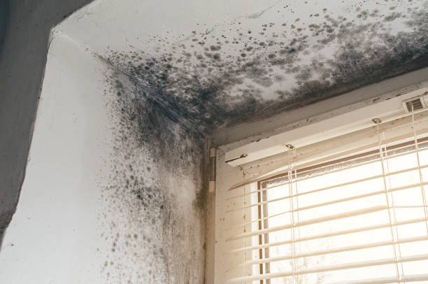 Affordable Basement Mold Remediation solutions in Ekron, KY
