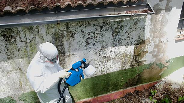 Top rated local Basement Mold Remediation specialists in Ekron, KY